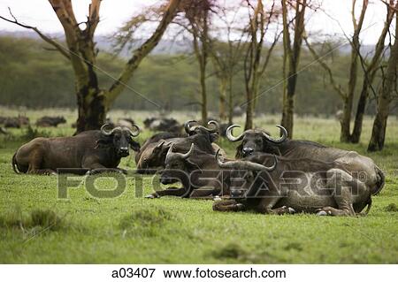 Group of water buffalo, Africa View Large Photo Image Stock Photo - Group of water buffalo, Africa. Fotosearch
