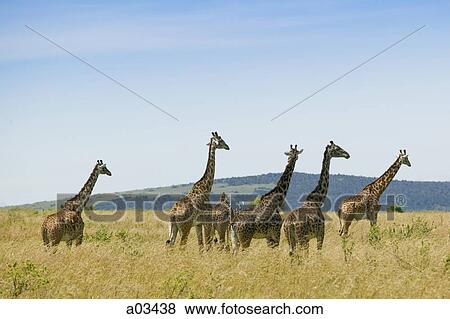 Herd of giraffes, Africa View Large Photo Image Stock Photo - Herd of giraffes, Africa. Fotosearch