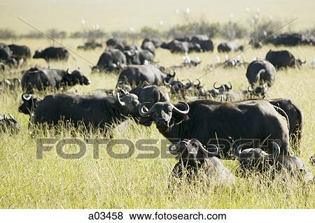 Herd of water buffalo, Africa View Large Photo Image Stock Photo - Herd of water buffalo, Africa. Fotosearch