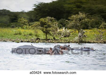 Hippopotamuses wading in a river, Africa View Large Photo Image Picture - Hippopotamuses wading in a river, Africa. Fotosearch