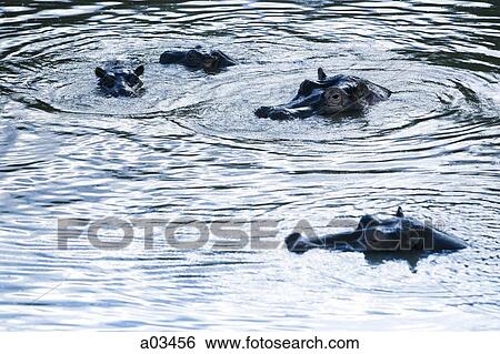 Stock Photograph - Hippopotamuses wading in a river, Africa. Fotosearch