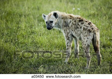 Hyena in Kenya, Africa View Large Photo Image Stock Image - Hyena in Kenya, Africa. Fotosearch