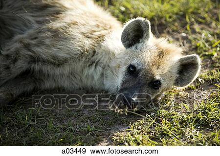 Hyena laying on the ground, Africa View Large Photo Image Stock Photo - Hyena laying on the ground, Africa. Fotosearch