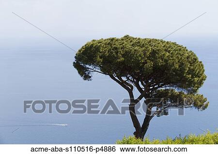 Italy, Amalfi Coast, Ravello, Tree with sea in background View Large Photo Image Stock Photograph - Italy, Amalfi Coast, Ravello, Tree with sea in background. Fotosearch