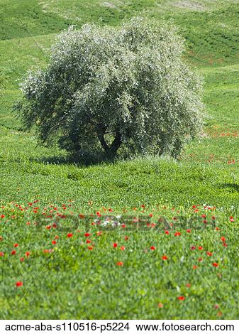 Italy, Tuscany, Tree growing on meadow View Large Photo Image Picture - Italy, Tuscany, Tree growing on meadow. Fotosearch