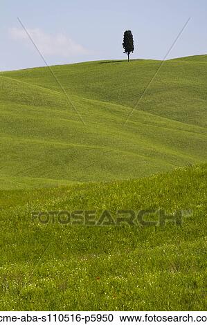 Italy, Tuscany, Val D'Orcia, Lone tree on hill View Large Photo Image Stock Image - Italy, Tuscany, Val D'Orcia, Lone tree on hill. Fotosearch
