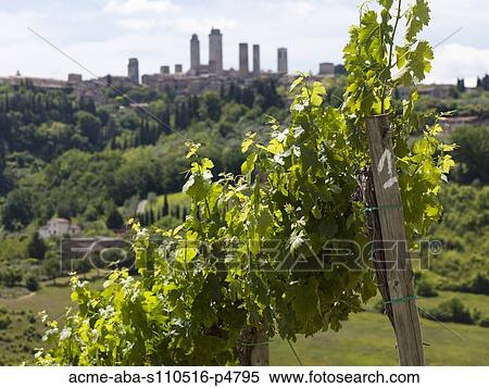 Italy, Vineyard with town in background View Large Photo Image Stock Photography - Italy, Vineyard with town in background. Fotosearch