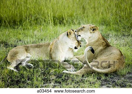 Lion and lioness, Africa View Large Photo Image Picture - Lion and lioness, Africa. Fotosearch