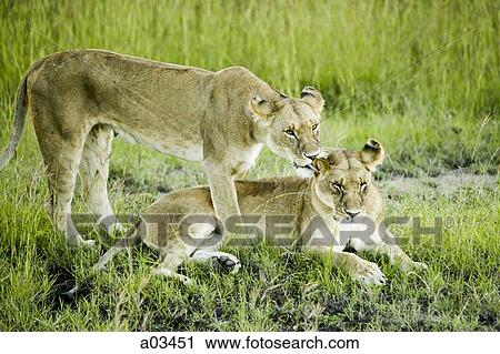 Lion and lioness, Africa View Large Photo Image Stock Image - Lion and lioness, Africa. Fotosearch