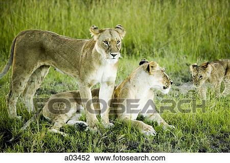 Lion family in Kenya, Africa View Large Photo Image Stock Image - Lion family in Kenya, Africa. Fotosearch