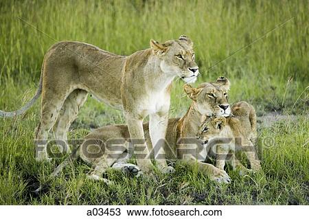 Lion family in Kenya, Africa View Large Photo Image Stock Image - Lion family in Kenya, Africa. Fotosearch