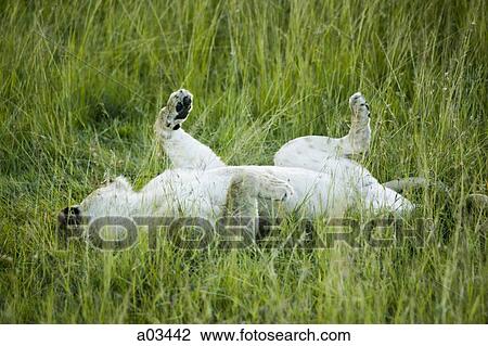 Stock Image - Lion rolling in the tall grass, Africa. Fotosearch