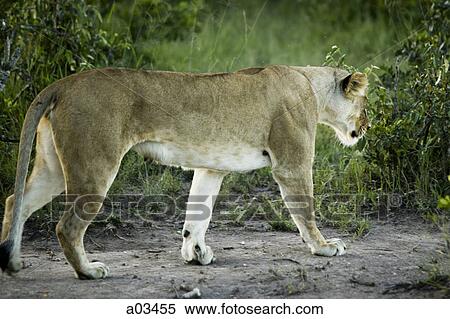 Lion walking, Africa View Large Photo Image Stock Photography - Lion walking, Africa. Fotosearch