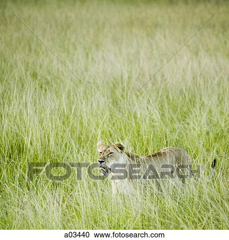Lioness in Kenya, Africa View Large Photo Image Stock Image - Lioness in Kenya, Africa. Fotosearch