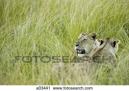 Lions in Kenya, Africa View Large Photo Image Stock Image - Lions in Kenya, Africa. Fotosearch