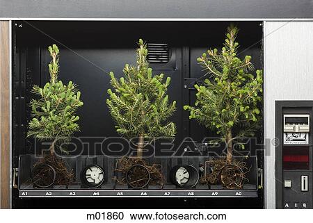 pine trees in a vending machine View Large Photo Image Stock Image - pine trees in a vending machine. Fotosearch
