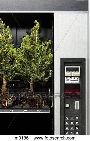 pine trees in a vending machine View Large Photo Image Stock Image - pine trees in a vending machine. Fotosearch