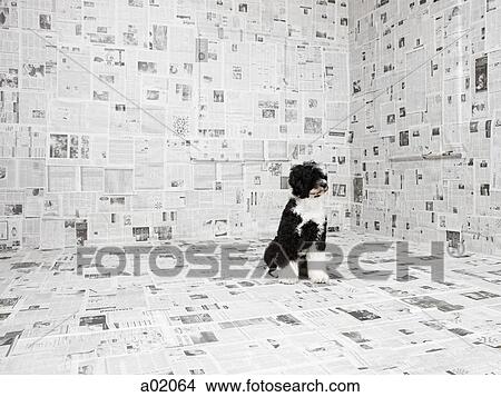 Picture - Portuguese Water Dog in room covered in newspaper. Fotosearch