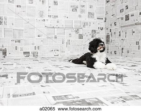 Portuguese Water Dog in room covered in newspaper View Large Photo Image Stock Photography - Portuguese Water Dog in room covered in newspaper. Fotosearch