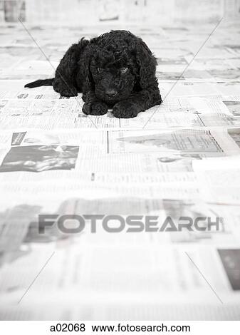 Portuguese Water Dog puppy lying in a room covered in newspaper View Large Photo Image Stock Photo - Portuguese Water Dog puppy lying in a room covered in newspaper. Fotosearch