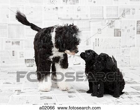 Portuguese Water Dog with two puppies in newspaper room View Large Photo Image Stock Photograph - Portuguese Water Dog with two puppies in newspaper room. Fotosearch