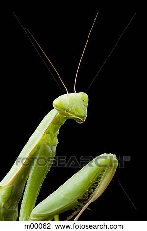 Stock Image - praying mantis against a black background. Fotosearch
