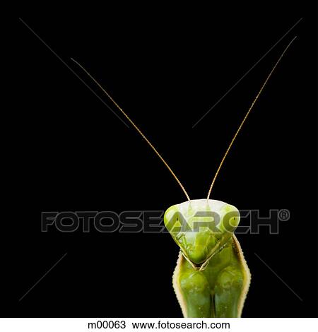 praying mantis against a black background View Large Photo Image Stock Image - praying mantis against a black background. Fotosearch