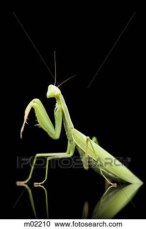 praying mantis View Large Photo Image Stock Image - praying mantis. Fotosearch