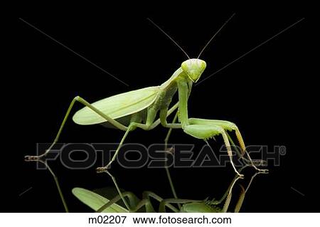 Stock Photo - praying mantis. Fotosearch