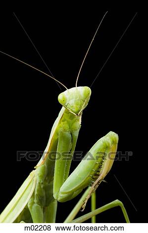praying mantis View Large Photo Image Stock Photo - praying mantis. Fotosearch