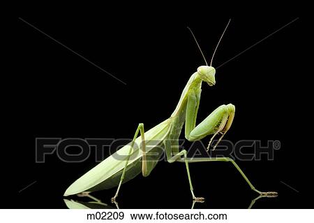 praying mantis View Large Photo Image Stock Photo - praying mantis. Fotosearch