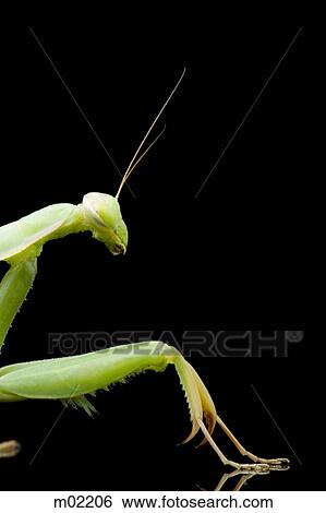 praying mantis View Large Photo Image Stock Photograph - praying mantis. Fotosearch