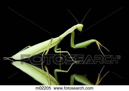 praying mantis View Large Photo Image Stock Photography - praying mantis. Fotosearch