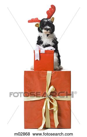 puppy gift box