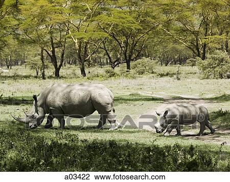 Rhinoceros family in Kenya, Africa View Large Photo Image Stock Image - Rhinoceros family in Kenya, Africa. Fotosearch