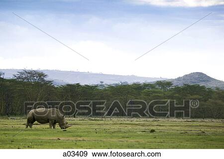 Stock Photo - Rhinoceros on the African safari. Fotosearch