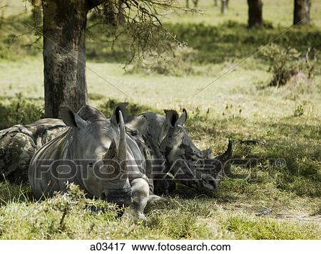 Rhinoceroses resting under a tree View Large Photo Image Stock Photo - Rhinoceroses resting under a tree. Fotosearch
