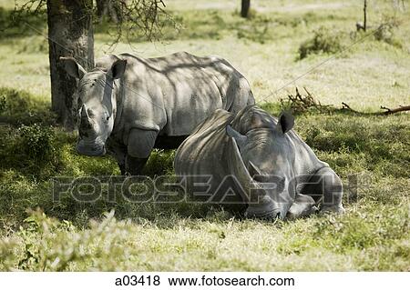Rhinoceroses resting under a tree View Large Photo Image Stock Photo - Rhinoceroses resting under a tree. Fotosearch