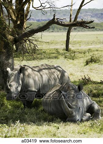 Rhinoceroses resting under a tree View Large Photo Image Stock Photo - Rhinoceroses resting under a tree. Fotosearch