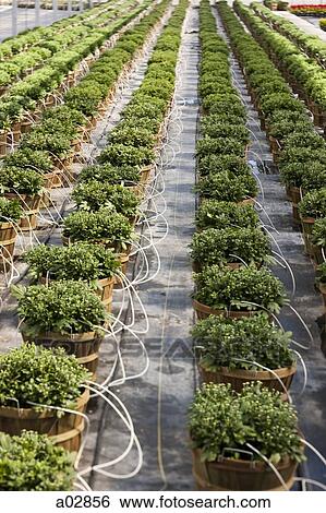 Rows of pot plants irrigated in greenhouse View Large Photo Image Stock Photograph - Rows of pot plants irrigated in greenhouse. Fotosearch