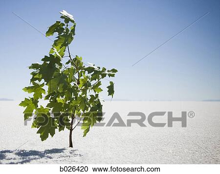 sapling sprouting in the middle of the desert View Large Photo Image Stock Image - sapling sprouting in the middle of the desert. Fotosearch