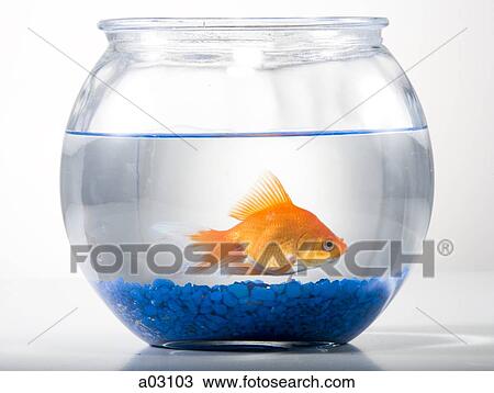 Studio shot of goldfish in a bowl View Large Photo Image Stock Image - Studio shot of goldfish in a bowl. Fotosearch