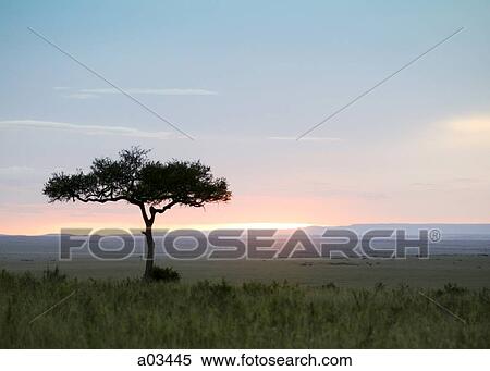 Sunset over African plains View Large Photo Image Stock Photography - Sunset over African plains. Fotosearch