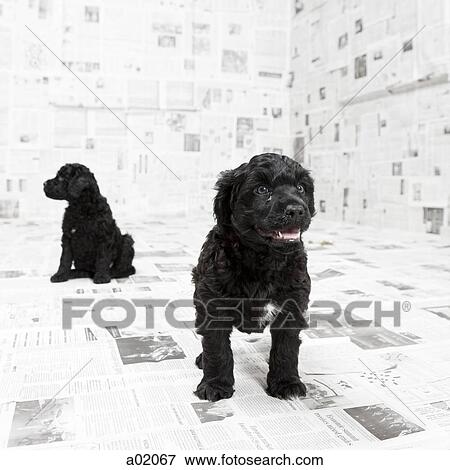 Stock Photo - Two Portuguese Water Dog puppies in a room covered in newspaper. Fotosearch