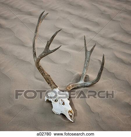 USA, Utah, Little Sahara, animal skull on desert, elevated view View Large Photo Image Stock Image - USA, Utah, Little Sahara, animal skull on desert, elevated view. Fotosearch