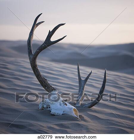 USA, Utah, Little Sahara, animal skull on desert View Large Photo Image Stock Photo - USA, Utah, Little Sahara, animal skull on desert. Fotosearch