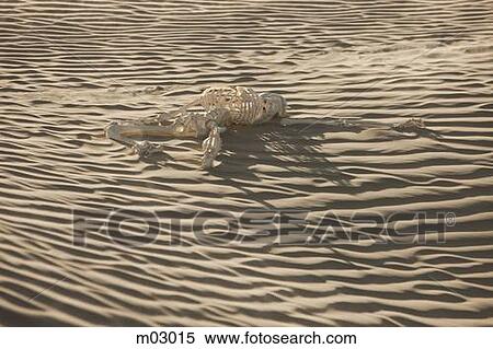 Stock Photography - USA, Utah, Little Sahara, Human skeleton on desert. Fotosearch