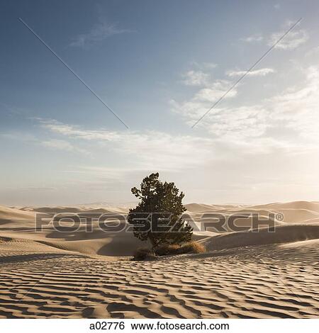 USA, Utah, Little Sahara, tree on desert View Large Photo Image Stock Photograph - USA, Utah, Little Sahara, tree on desert. Fotosearch