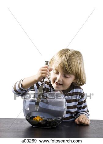 USA, Utah, Provo, Boy (2-3) stabbing goldfish with knife View Large Photo Image Stock Photo - USA, Utah, Provo, Boy (2-3) stabbing goldfish with knife. Fotosearch