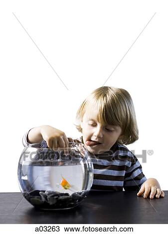 Stock Image - USA, Utah, Provo, Boy (2-3) touching goldfish in bowl. Fotosearch
